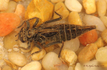 Phanogomphus quadricolor, nymph